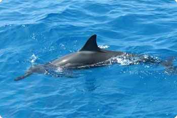 Einzigartige Atmosphäre der hawaiianischen Inselwelt